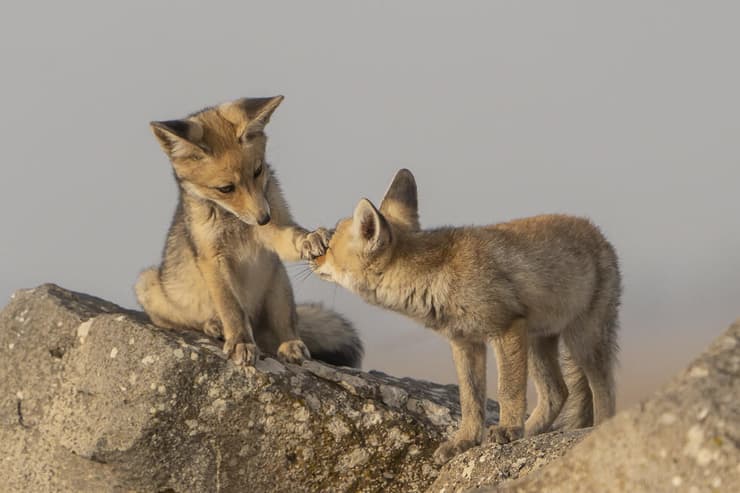 גורי שועלים ברמת הגולן