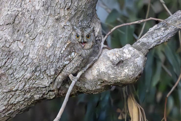 שעיר מצוי מסתתר צמוד לגזע עץ