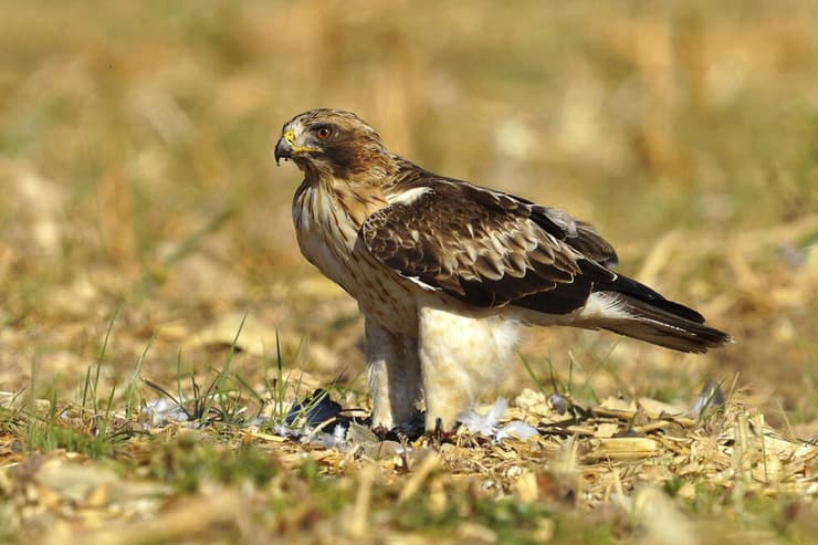 עיט גמדי שבע