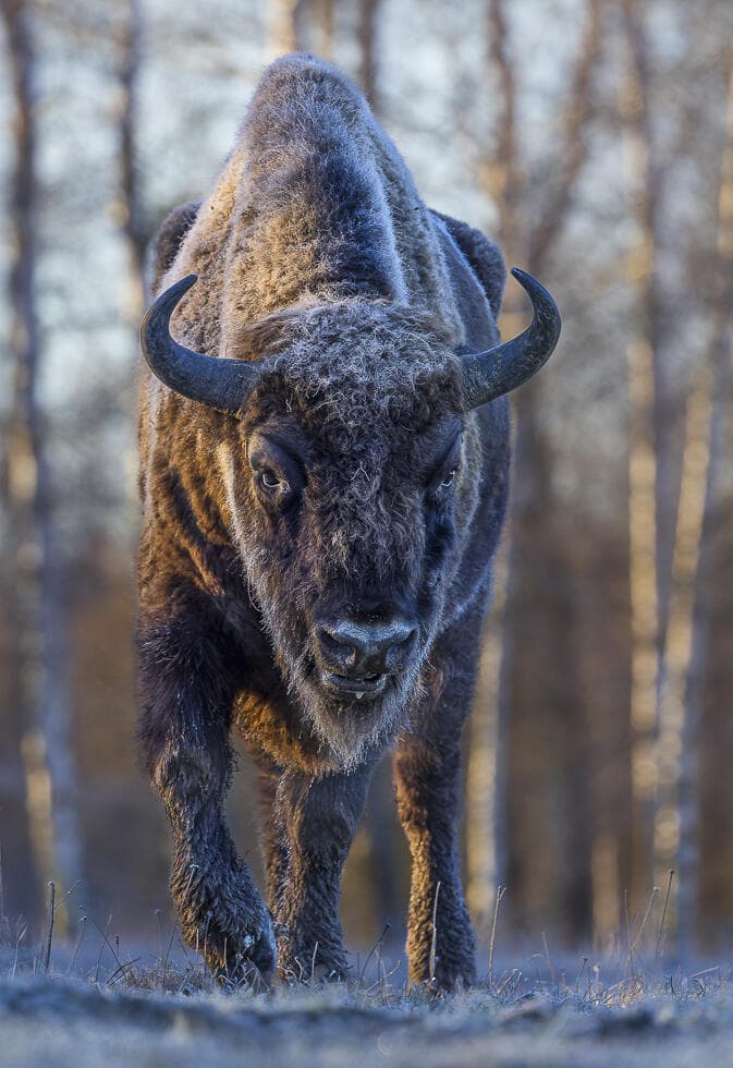 ביזון אירופי