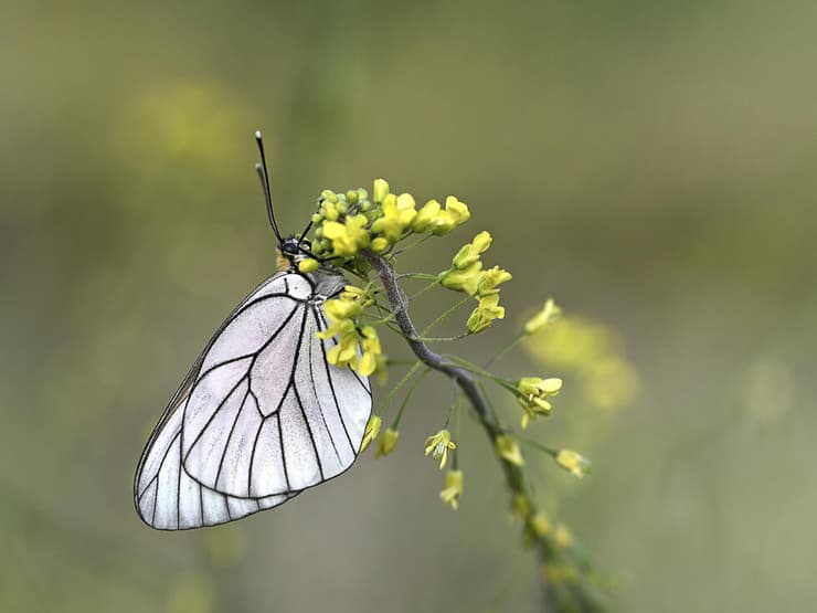רשתן העוזרר בירושלים