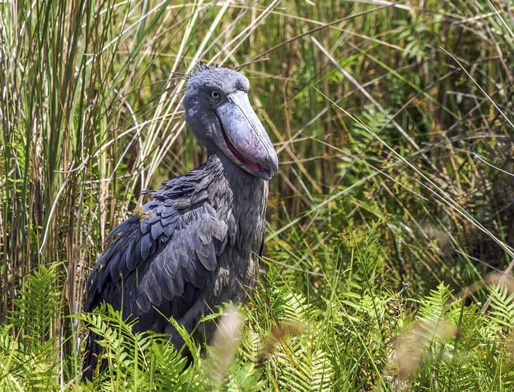 מנעלן באוגנדה
