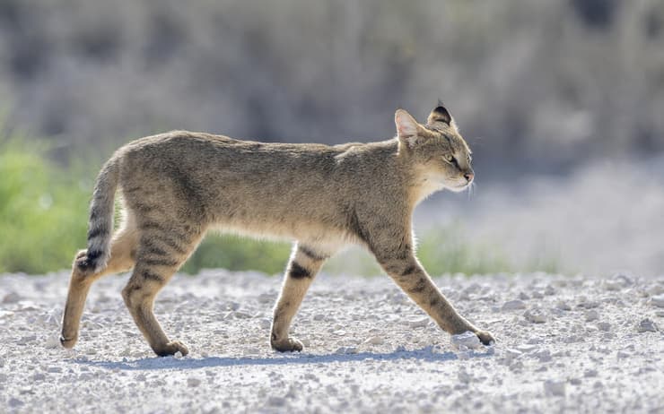 חתול ביצות באור היום