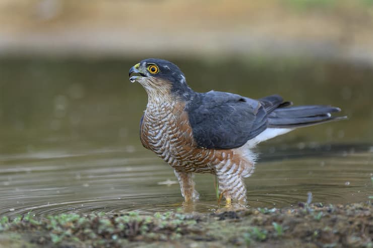 נץ זכר מרווה את צמאונו