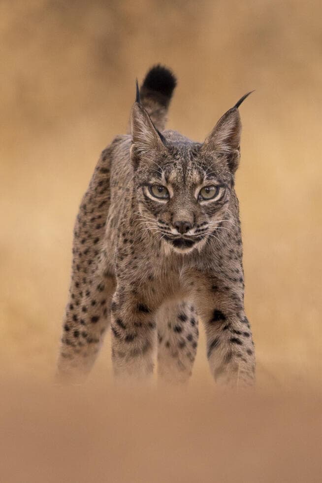 נקבת שונר איברי יפהפייה