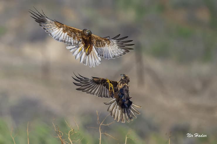 זרוני סוף ברגע של אהבה בשחקים