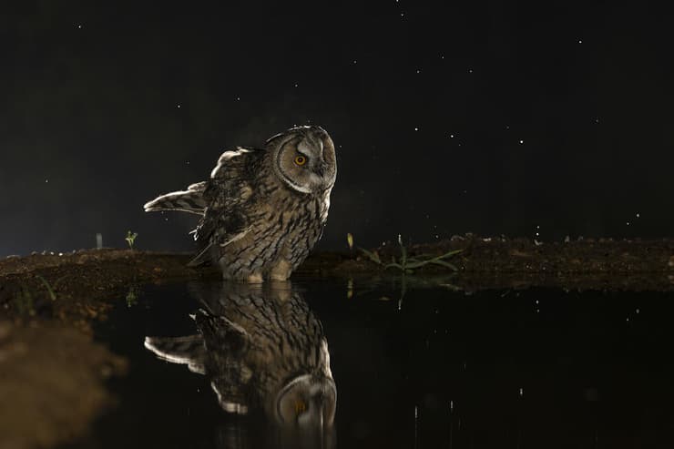 ינשוף עצים בלילה זרוע כוכבים