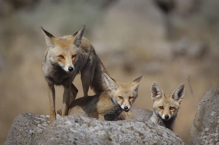 אימא שועלה ושני גורים