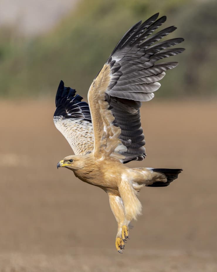 עיט צפרדעים במופע בהיר