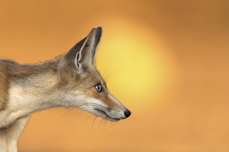 שועל צעיר בשקיעה