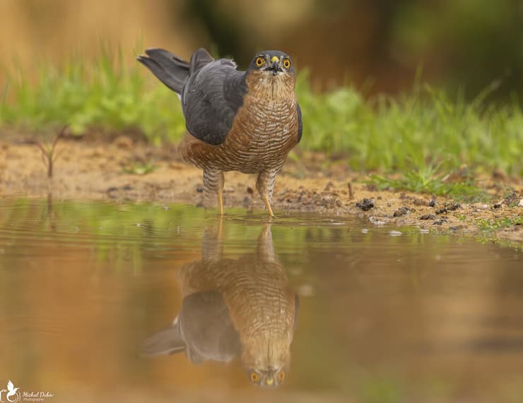 נץ מצוי בזריחה