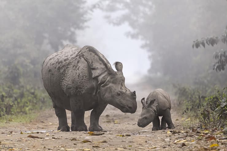 אימא קרנפה הודית עם הגור שלה ברגע מרגש