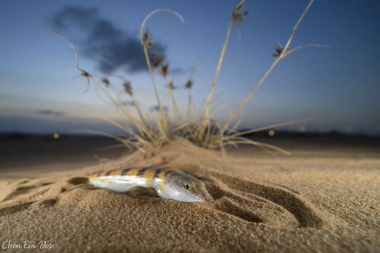 חומט רפואי בתאורת שקיעה