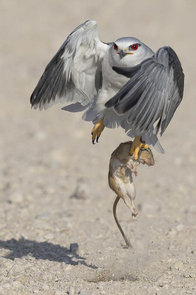 דאה שחורת-כתף נוסקת מעלה עם הצייד