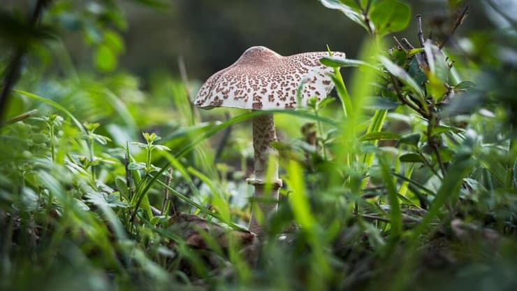Lepiota brunneoincarnata, פטריית בר, פטרייה, פטריית רעל 