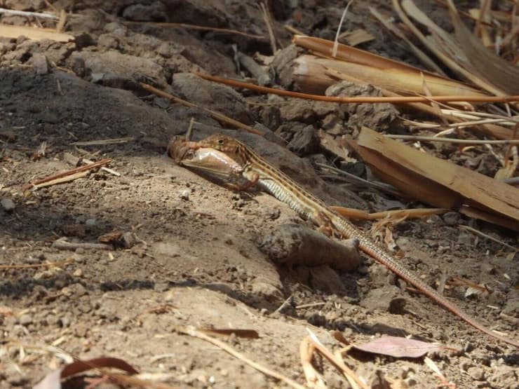 שנונית השפלה