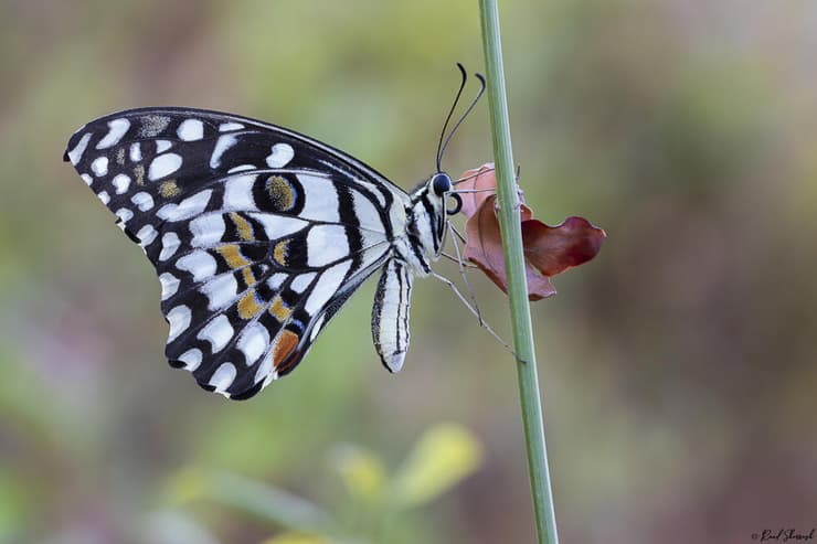 זנב סנונית הלימון