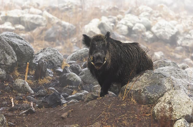 חזיר בר בבוקר ערפילי