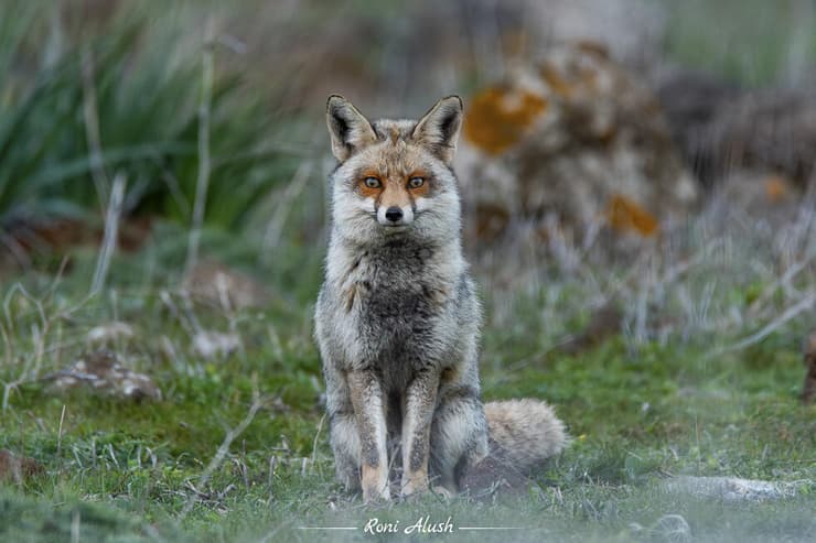 שועל בפרוות חורף יפהפייה מצפון רמת הגולן