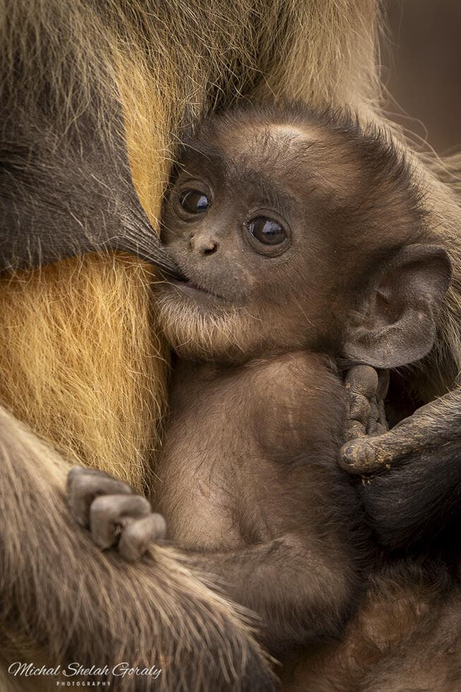 אימהות בטבע