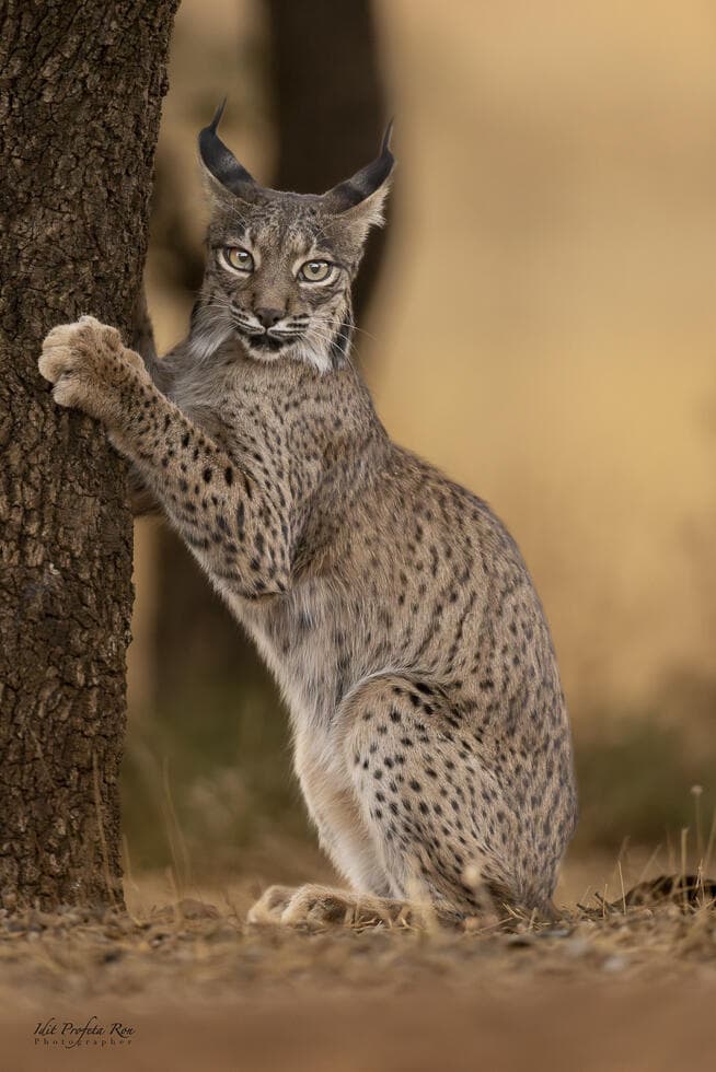 שונר איברי בשיוף טופרים