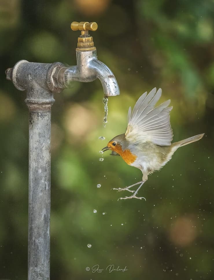 אדום-החזה מתקלח בכרמל