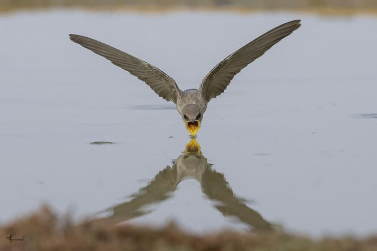 סנונית מדבר יורדת להרוות את צמאונה