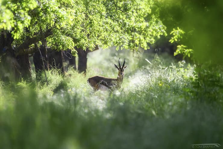 צבי בסצינת אגדות