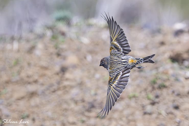 בזבוז אדום-מצח בצפון רמת הגולן