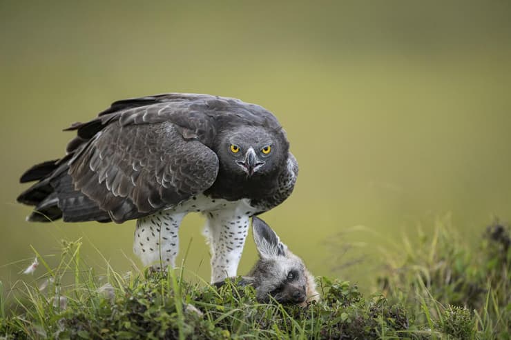 עיט לוחם עם שלל
