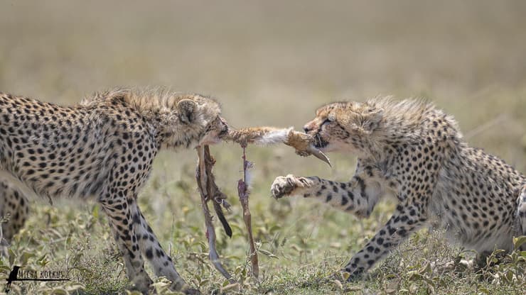 צ'יטות מתבגרים עם הטרף