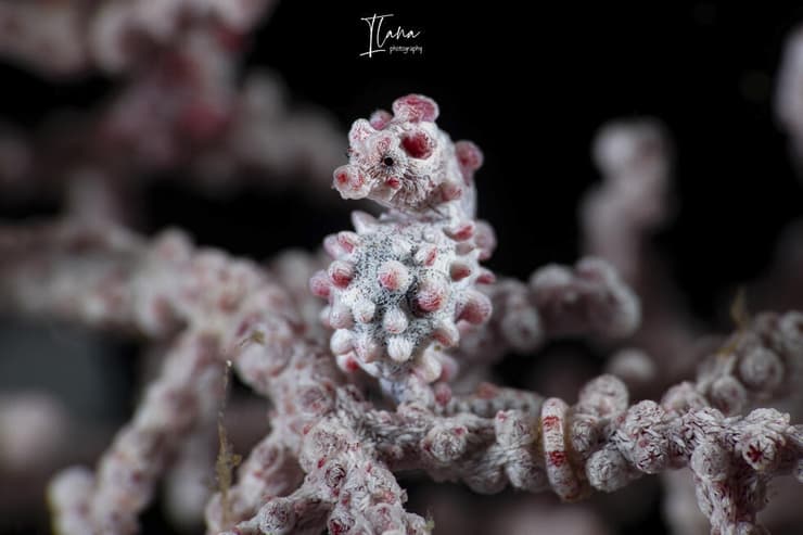 סוסון ים פיגמי