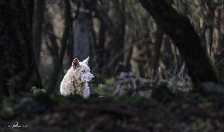 זאב ברמת הגולן