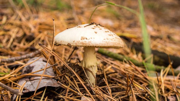 Lepiota brunneoincarnata, פטריית בר, פטרייה, פטריית רעל 