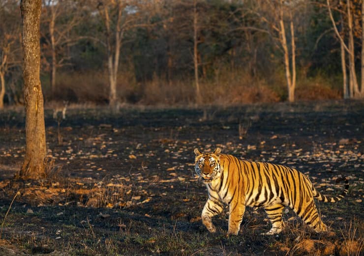 טיגריס בנגלי בשמורת רנטמבור