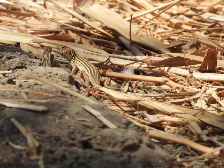 שנונית השפלה