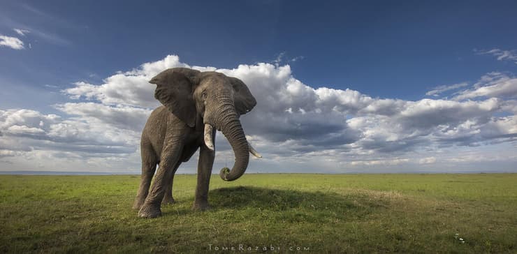 פיל ממטרים בודדים