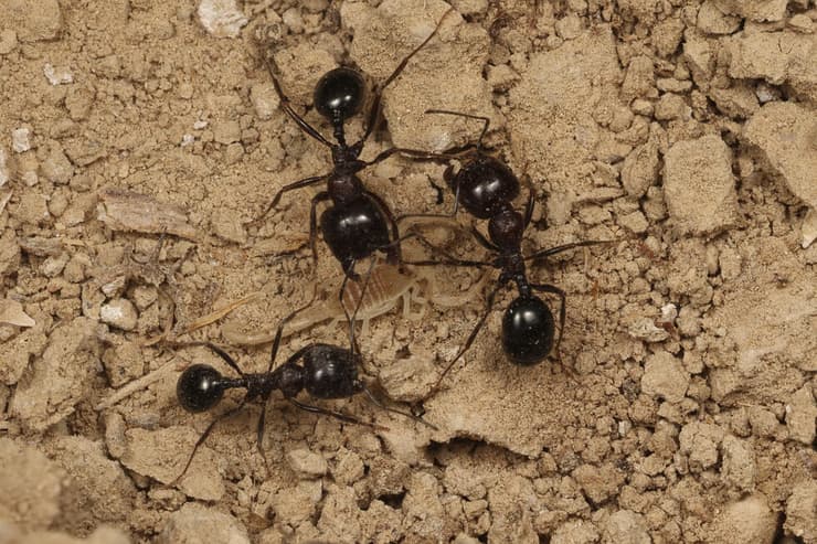 עקרב-נמלים הירדן ידוע כמין שחי בתוך קינים של נמלת הקציר