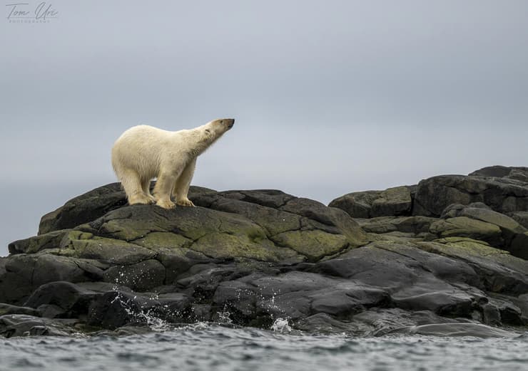 דוב קוטב על הסלעים