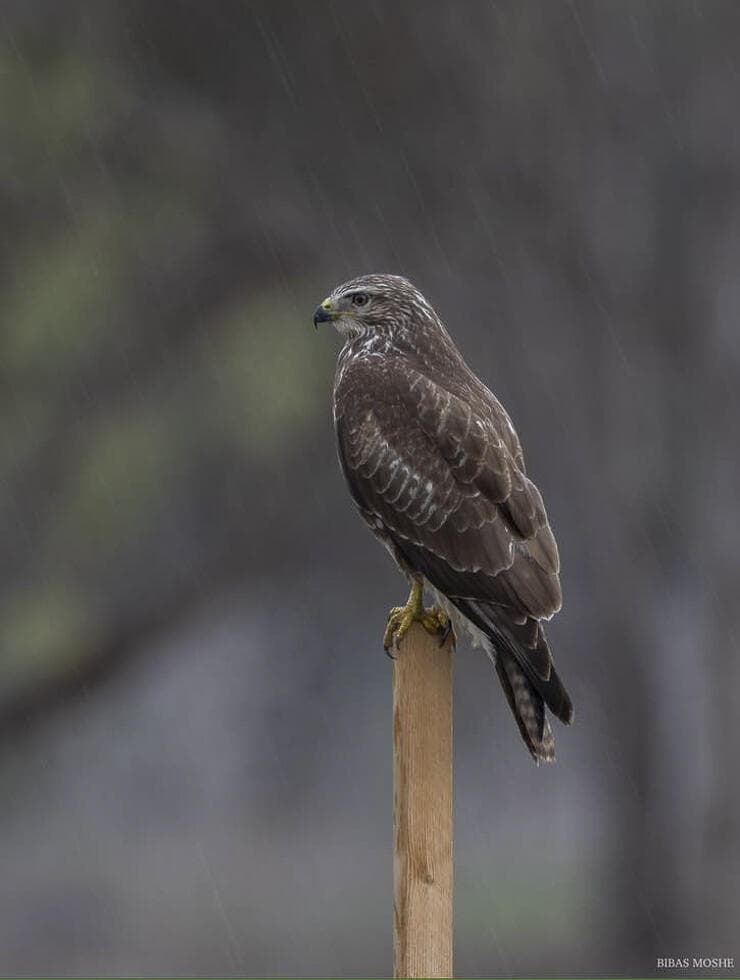 עקב חורף ביום גשום