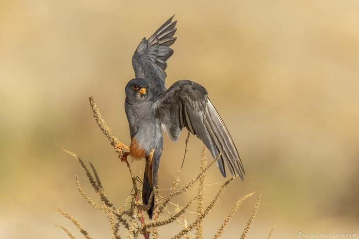 בז ערב בקפיצה מהענף