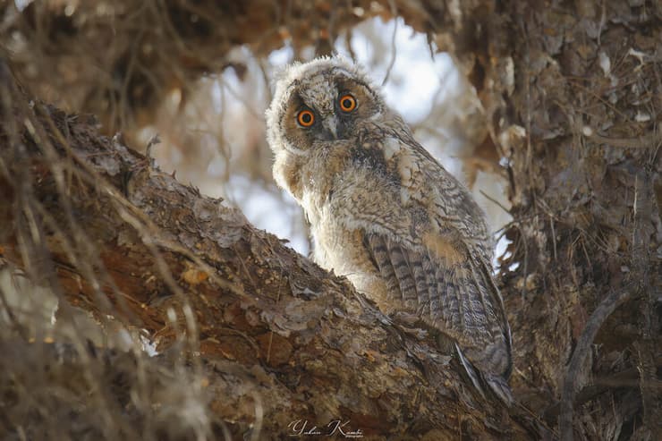 ינשוף צעיר בין העצים