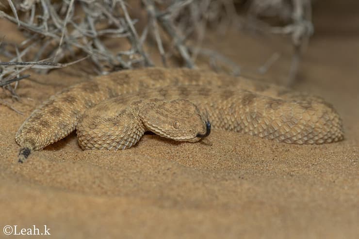 עכן קטן בדרום הארץ
