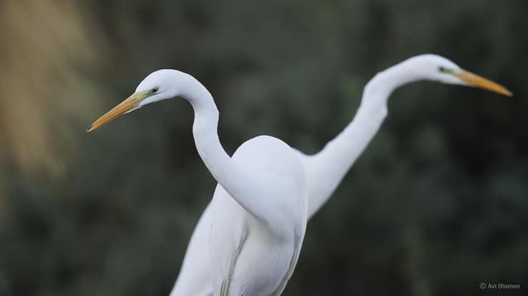 צמד לבניות גדולות