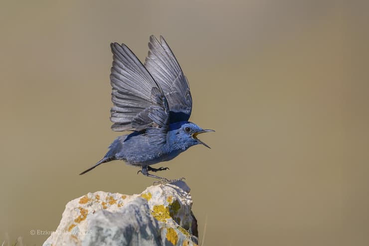 צוקית בודדת בהתנהגות טריטוריאלית