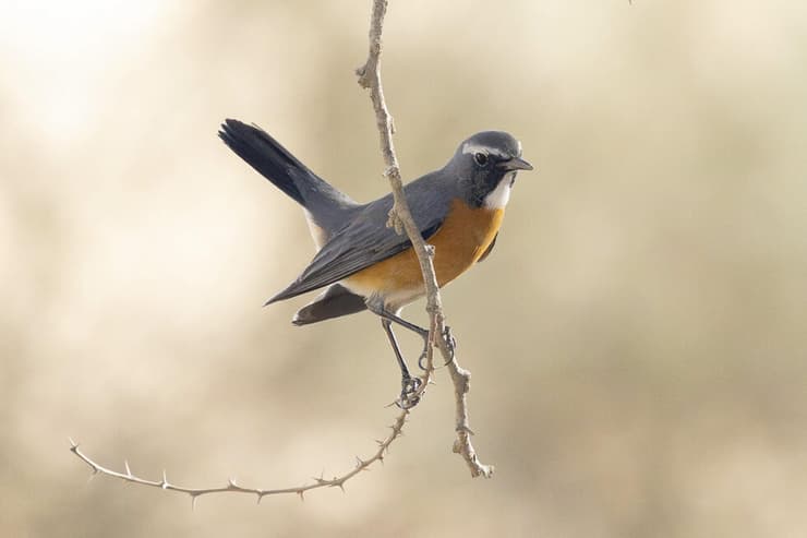 אירניה על לימן אשלים