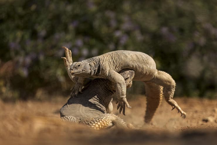 חרדוני צב בעימות