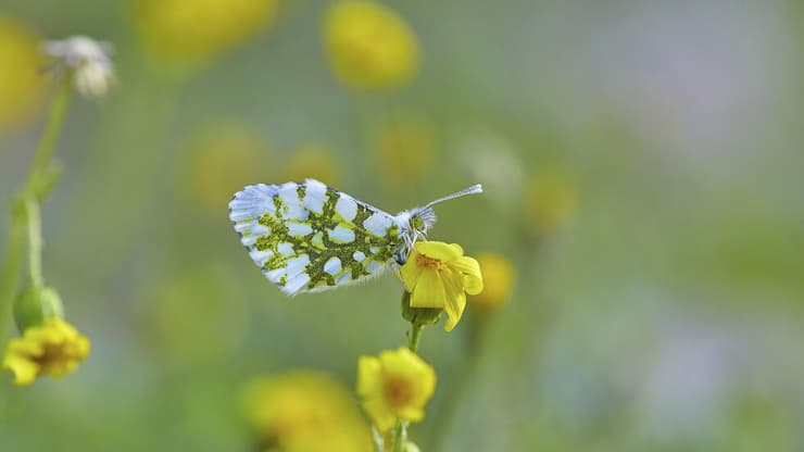 כתום-כנף המצילתיים