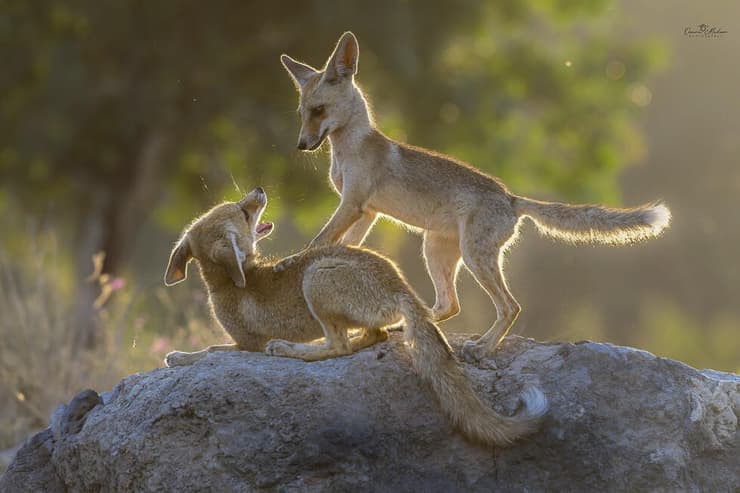 גורי שועלים במשחק בבוקר מוקדם