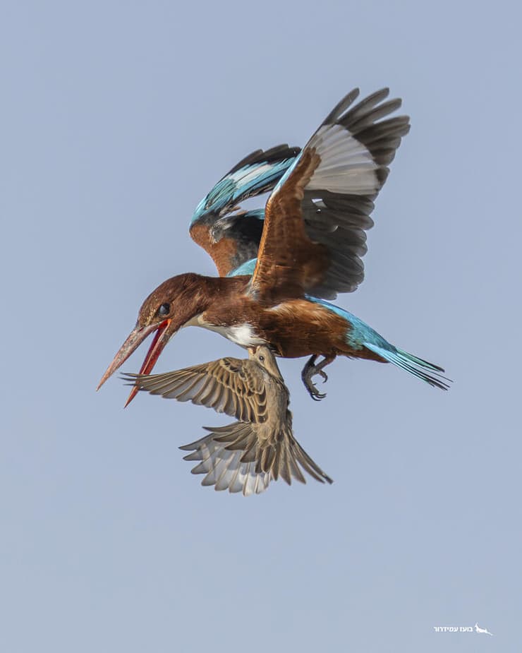 דרורית משיבה מלחמה בצביטה לבטן של שלדג לבן-חזה